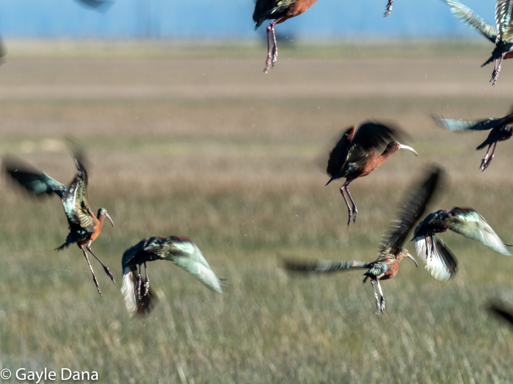 White face Ibis in flight 1